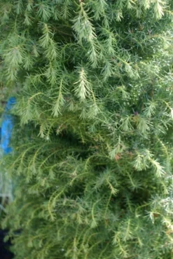 Sikkelden (Cryptomeria Japonica 'Elegans') -Goedkope DirectPlant winkel cryptomeria j. elegans 150 175 c50 pir 3