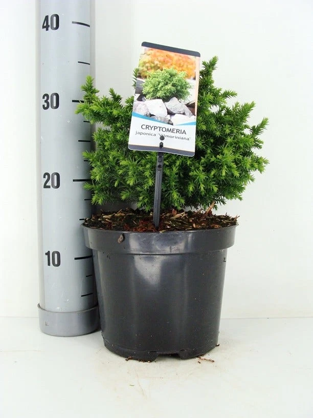 Japanse Dwergcipres (Cryptomeria Japonica 'Vilmoriniana') 1 Japanse Dwergcipres (Cryptomeria Japonica 'Vilmoriniana')