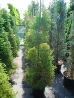 Sikkelden (Cryptomeria Japonica 'Elegans') -Goedkope DirectPlant winkel cryptomeria japonica elegans 125 150 175 1