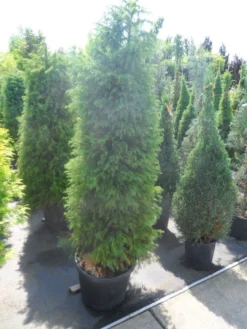 Sikkelden (Cryptomeria Japonica 'Elegans') -Goedkope DirectPlant winkel cryptomeria japonica elegens 150 175 200