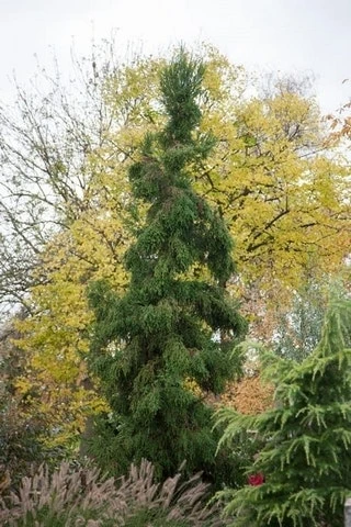 Sikkelden (Cryptomeria Japonica 'Rasen') 2 Sikkelden (Cryptomeria Japonica 'Rasen') - Afbeelding 2