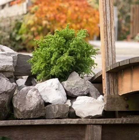 Japanse Dwergcipres (Cryptomeria Japonica 'Vilmoriniana') 2 Japanse Dwergcipres (Cryptomeria Japonica 'Vilmoriniana') - Afbeelding 2