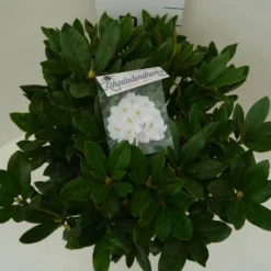 Rhododendron (Rhododendron 'Cunningham White') -Goedkope DirectPlant winkel cun. white c7.5 boven