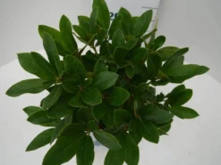 Rhododendron (Rhododendron 'Cunningham White') -Goedkope DirectPlant winkel cun white c2 boven