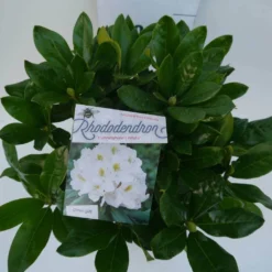 Rhododendron (Rhododendron 'Cunningham White') -Goedkope DirectPlant winkel cun white c5 boven