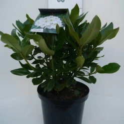Rhododendron (Rhododendron 'Cunningham White') -Goedkope DirectPlant winkel cun white c5 voor