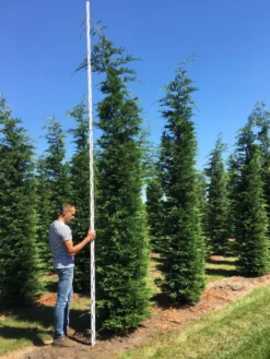 Grote Snelgroeiende Conifeer (Cupressocyparis Leylandii) -Goedkope DirectPlant winkel cup leijlandii 450500
