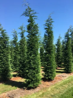 Grote Snelgroeiende Conifeer (Cupressocyparis Leylandii) -Goedkope DirectPlant winkel cup leijlandii 500550