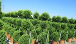 Cupressocyparis, Triobol (Cupressocyparis Leylandii 'Castlewellan Gold') -Goedkope DirectPlant winkel cuppressocyparis triobol