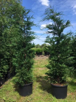 Grote Snelgroeiende Conifeer (Cupressocyparis Leylandii) 10 Grote Snelgroeiende Conifeer (Cupressocyparis Leylandii) -Goedkope DirectPlant winkel cupressocyparis lelandii h200 250 1 1