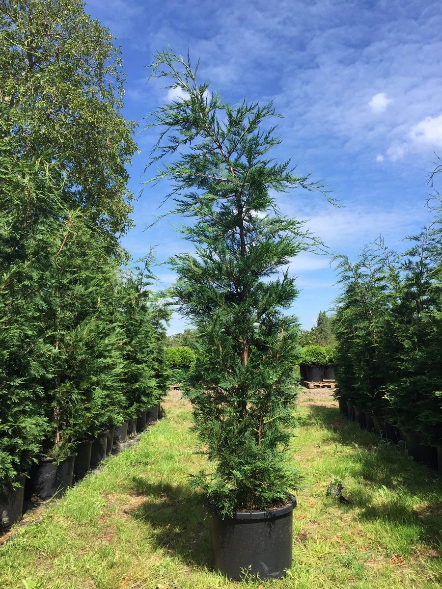 Grote Snelgroeiende Conifeer (Cupressocyparis Leylandii) 6 Grote Snelgroeiende Conifeer (Cupressocyparis Leylandii) - Afbeelding 6