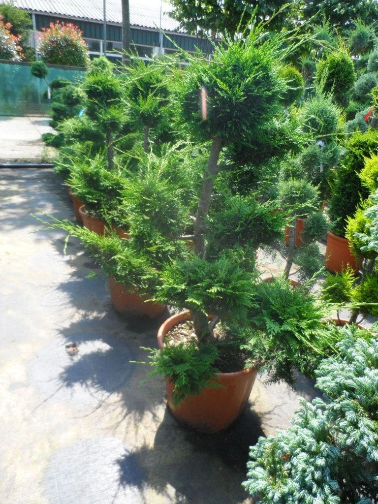 Cupressocyparis Als Bonsai (Cupressocyparis Leylandii 'Castlewellan Gold' ) 4 Cupressocyparis Als Bonsai (Cupressocyparis Leylandii 'Castlewellan Gold' ) - Afbeelding 4