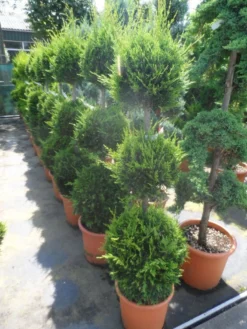 Cupressocyparis, Triobol (Cupressocyparis Leylandii 'Castlewellan Gold') -Goedkope DirectPlant winkel cupressocyparis leylandii castlewellan gold triobol 125 150 175 c25