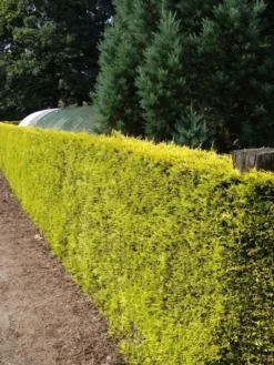 Gele Haagconifeer (Cupressocyparis Leylandii 'Gold Rider') -Goedkope DirectPlant winkel cupressocyparis leylandii gold rider