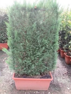 Conifeer Meeneemhaag (Cupressocyparis Leylandii) -Goedkope DirectPlant winkel cupressocyparis leylandii leivorm 80x120