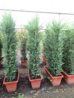 Conifeer Meeneemhaag (Cupressocyparis Leylandii) -Goedkope DirectPlant winkel cupressocyparis leylandii leivorm 80x120 3