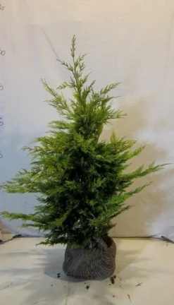 Gele Haagconifeer (Cupressocyparis Leylandii 'Gold Rider') -Goedkope DirectPlant winkel cupressulgoldrider080 100