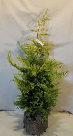 Gele Haagconifeer (Cupressocyparis Leylandii 'Gold Rider') -Goedkope DirectPlant winkel cupressulgoldrider100 125