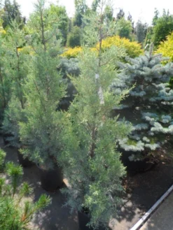 Cipres (Cupressus Arizonica 'Glauca') -Goedkope DirectPlant winkel cupressus arizonica glauca 100 125 1