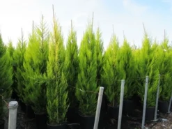 Cipres Kamerconifeer (Cupressus Macrocarpa 'Goldcrest') -Goedkope DirectPlant winkel cupressus macrocarpa goldcrest