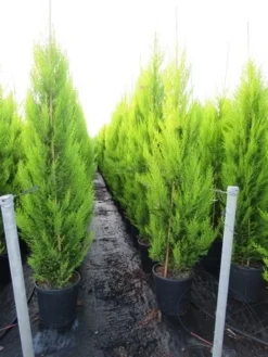 Cipres Kamerconifeer (Cupressus Macrocarpa 'Goldcrest') -Goedkope DirectPlant winkel cupressus macrocarpa goldcrest 3