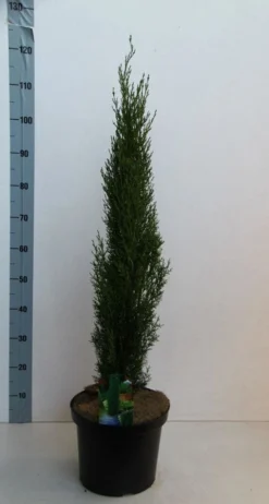 Italiaanse Cipres (Cupressus Sempervirens 'Totem') -Goedkope DirectPlant winkel cupressus semp totem 80 100 cm co. 10l kopie 2