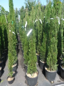 Italiaanse Cypres (Cupressus Sempervirens 'Stricta') -Goedkope DirectPlant winkel cupressus sempervirens stricta 125 150