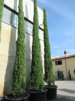 Italiaanse Cypres (Cupressus Sempervirens 'Stricta') -Goedkope DirectPlant winkel cupressus sempervirens stricta 2