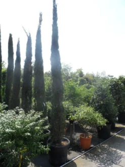 Italiaanse Cypres (Cupressus Sempervirens 'Stricta') -Goedkope DirectPlant winkel cupressus sempervirens stricta 350 400 450