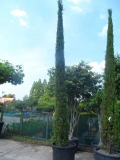 Italiaanse Cypres (Cupressus Sempervirens 'Stricta') -Goedkope DirectPlant winkel cupressus sempervirens stricta 400 500