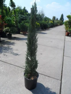 Italiaanse Cypres (Cupressus Sempervirens 'Stricta') -Goedkope DirectPlant winkel cupressus sempervirens stricta 80 100 125 c10