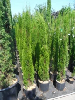 Italiaanse Cipres (Cupressus Sempervirens 'Totem') -Goedkope DirectPlant winkel cupressus sempervirens totem 125 150 175