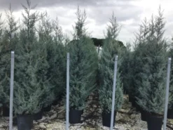 Cipres (Cupressus Arizonica 'Glauca') -Goedkope DirectPlant winkel cupressusarizonicaglauca
