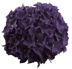Hortensia Deep Purple Dance (Hydrangea 'Music Collection') -Goedkope DirectPlant winkel deep purple dance bloem 2 1