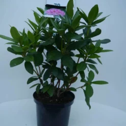 Rhododendron (Rhododendron 'Delta') -Goedkope DirectPlant winkel delta c5 voor