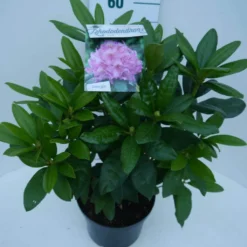 Rhododendron (Rhododendron 'Delta') -Goedkope DirectPlant winkel delta c5 zij