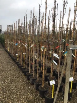 Witte Druif (Vitis Vinifera 'Italia') -Goedkope DirectPlant winkel druif