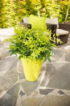 Hemelse Bamboe (Nandina Domestica 'Lemon And Lime') -Goedkope DirectPlant winkel dsc 4593 bew