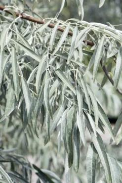 Smalbladige Olijfwilg Als Boom (Elaeagnus Angustifolia) 5 Smalbladige Olijfwilg Als Boom (Elaeagnus Angustifolia) -Goedkope DirectPlant winkel elaeagnus angustifolia