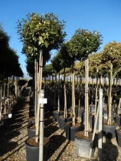 Olijfwilg Als Boom (Elaeagnus Ebbingei) -Goedkope DirectPlant winkel elaeagnus ebbingei 10 12 2
