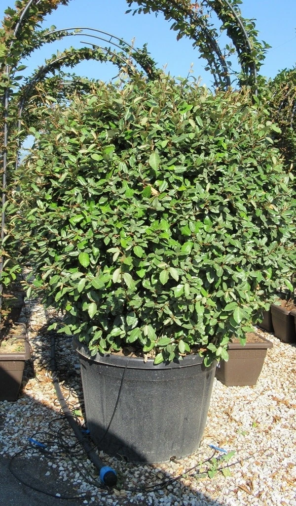 Olijfwilg Als Bol (Elaeagnus Ebbingei 'Compacta') 8 Olijfwilg Als Bol (Elaeagnus Ebbingei 'Compacta') - Afbeelding 8