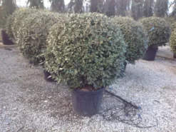 Olijfwilg Als Bol (Elaeagnus Ebbingei 'Compacta') 20 Olijfwilg Als Bol (Elaeagnus Ebbingei 'Compacta') -Goedkope DirectPlant winkel elaeagnus ebbingei 100 110cm bol