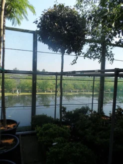 Olijfwilg Als Boom (Elaeagnus Ebbingei) -Goedkope DirectPlant winkel elaeagnus ebbingei 12 14ho cont