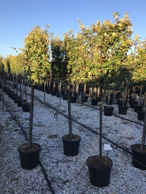 Olijfwilg Halfstam Als Leiboom (Elaeagnus Ebbingei) 1 Olijfwilg Halfstam Als Leiboom (Elaeagnus Ebbingei)