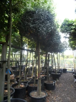 Olijfwilg Op Stam (Elaeagnus Ebbingei) -Goedkope DirectPlant winkel elaeagnus ebbingei 14 16 18ho c130