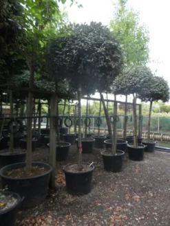 Olijfwilg Als Boom (Elaeagnus Ebbingei) -Goedkope DirectPlant winkel elaeagnus ebbingei 14 16 18ho c130 2