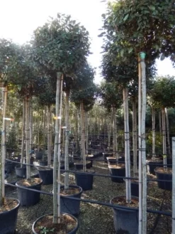 Olijfwilg Als Boom (Elaeagnus Ebbingei) -Goedkope DirectPlant winkel elaeagnus ebbingei 8 10 1