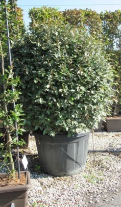 Olijfwilg Als Bol (Elaeagnus Ebbingei 'Compacta') -Goedkope DirectPlant winkel elaeagnus ebbingei bol 1