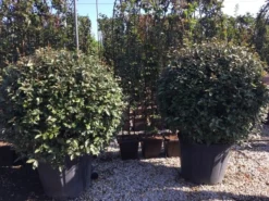 Olijfwilg Als Bol (Elaeagnus Ebbingei 'Compacta') -Goedkope DirectPlant winkel elaeagnus ebbingei bol 100 110 1