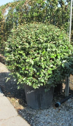 Olijfwilg Als Bol (Elaeagnus Ebbingei 'Compacta') 24 Olijfwilg Als Bol (Elaeagnus Ebbingei 'Compacta') -Goedkope DirectPlant winkel elaeagnus ebbingei bol 3